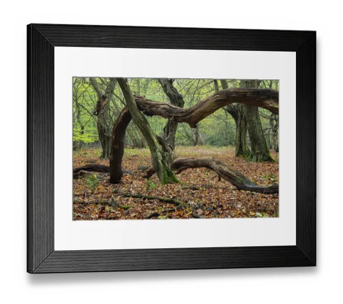 Framed Print : Old, gnarled trees in the Urwald Baumweg nature reserve in autumn