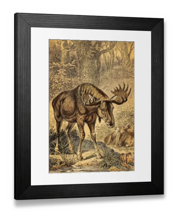 Framed Print : Male and female moose (Alces alces) or elk