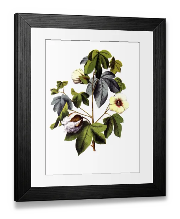 Framed Print : Useful plants, cultivated plants