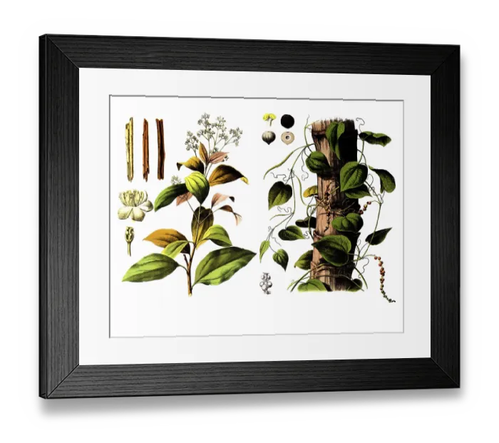 Framed Print : Useful plants, cultivated plants