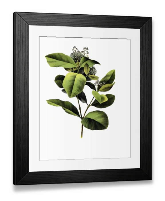 Framed Print : Useful plants, cultivated plants