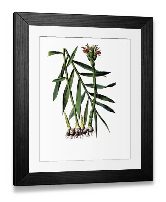 Framed Print : Useful plants, cultivated plants