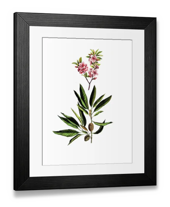 Framed Print : Useful plants, cultivated plants Framed Print : Useful plants, cultivated plants