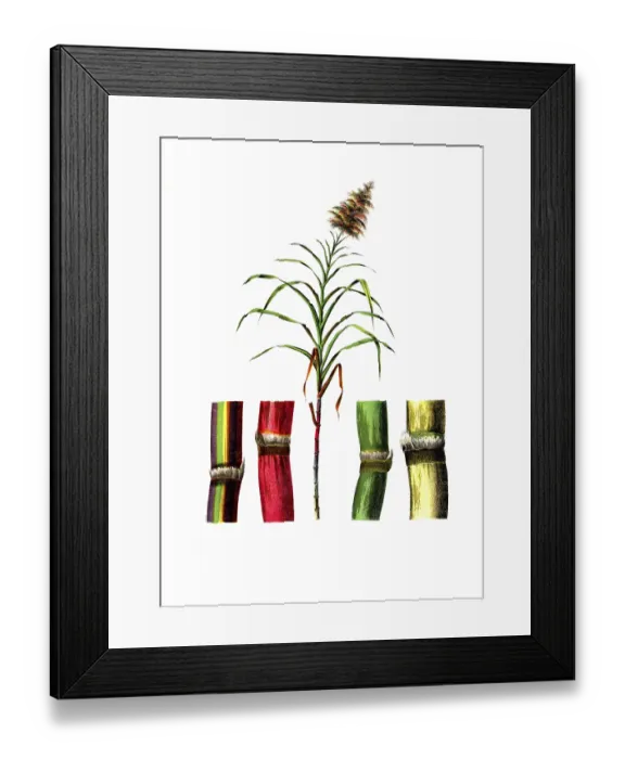 Framed Print : Useful plants, cultivated plants