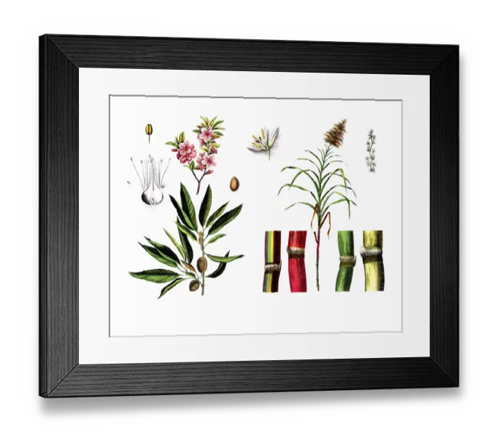 Framed Print : Useful plants, cultivated plants Framed Print : Useful plants, cultivated plants