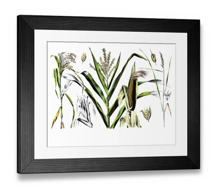 Framed Print : Useful plants, cultivated plants
