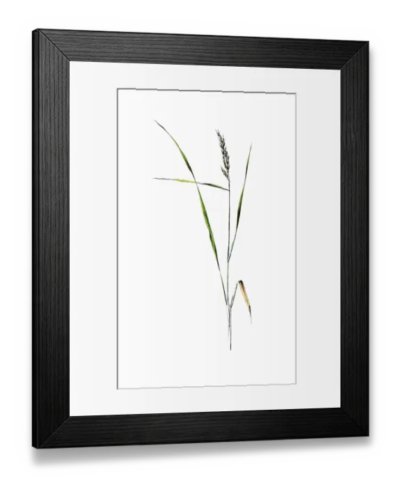 Framed Print : Useful plants, cultivated plants