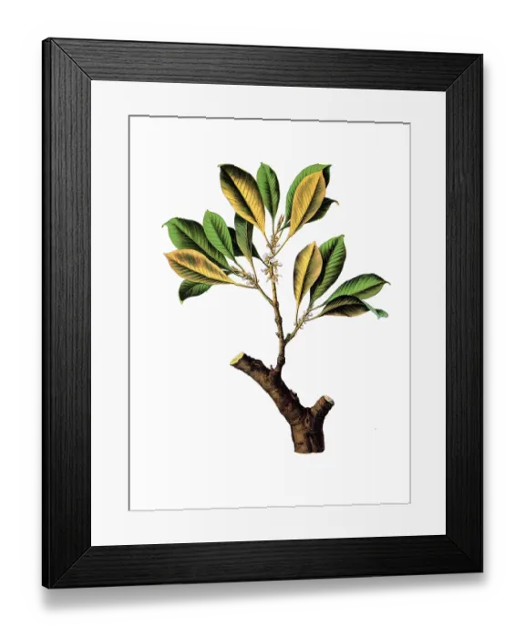 Framed Print : Useful plants, cultivated plants Framed Print : Useful plants, cultivated plants