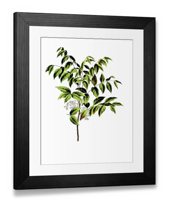 Framed Print : Useful plants, cultivated plants Framed Print : Useful plants, cultivated plants