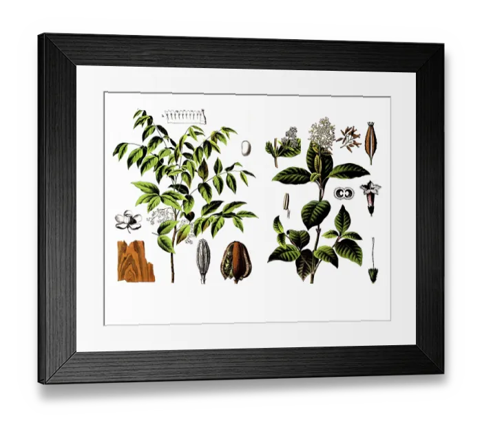 Framed Print : Useful plants, cultivated plants