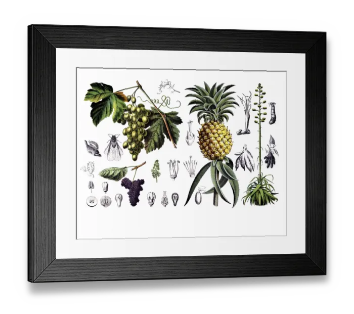 Framed Print : Useful plants, cultivated plants