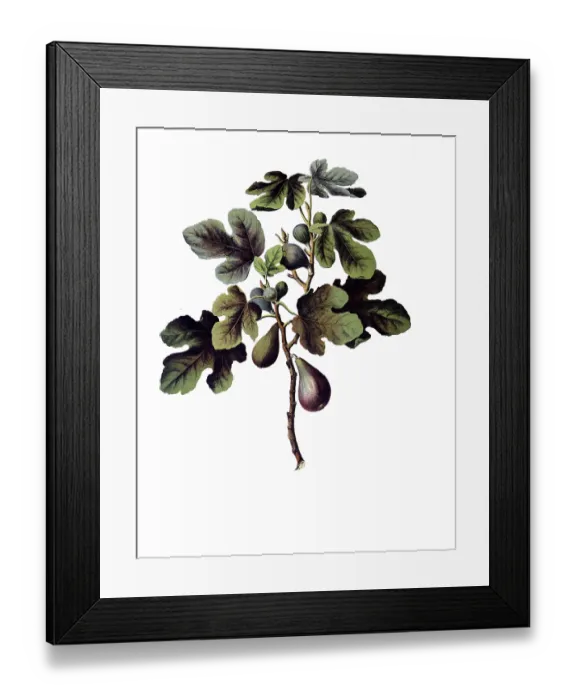 Framed Print : Useful plants, cultivated plants Framed Print : Useful plants, cultivated plants
