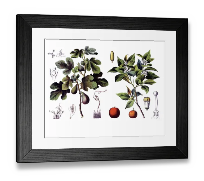 Framed Print : Useful plants, cultivated plants