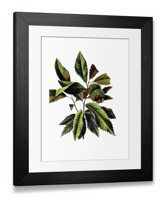 Framed Print : Useful plants, cultivated plants