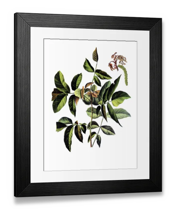 Framed Print : Useful plants, cultivated plants Framed Print : Useful plants, cultivated plants