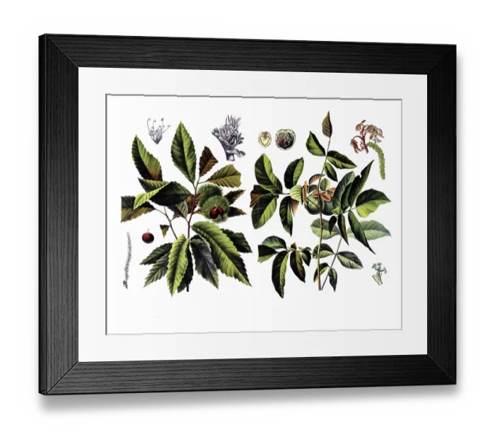 Framed Print : Useful plants, cultivated plants