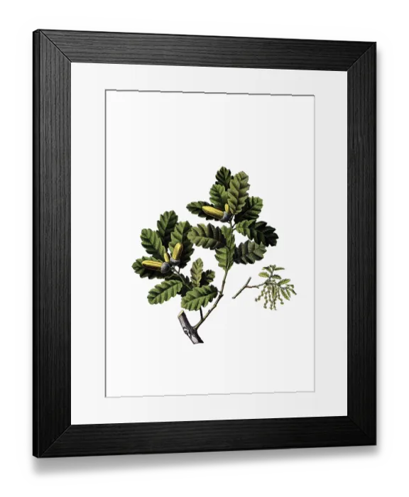Framed Print : Useful plants, cultivated plants Framed Print : Useful plants, cultivated plants