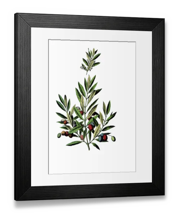 Framed Print : Useful plants, cultivated plants