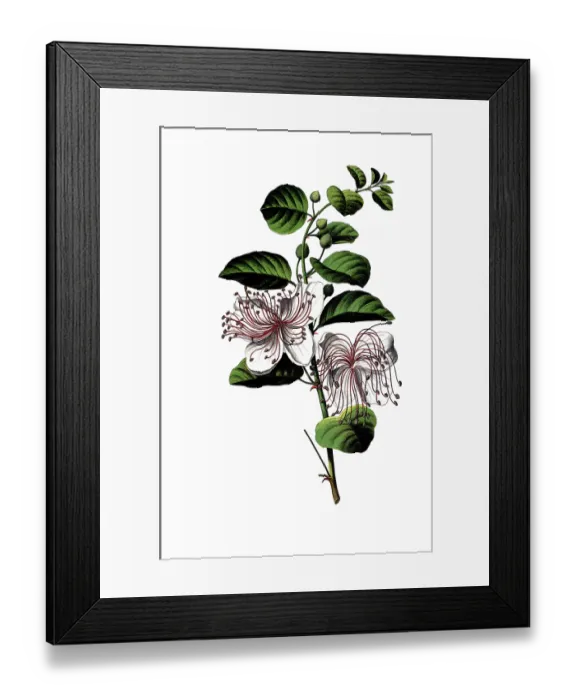Framed Print : Useful plants, caper bush, Capparis spinosa