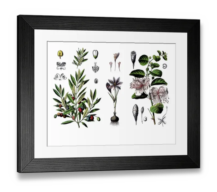 Framed Print : Useful plants, cultivated plants Framed Print : Useful plants, cultivated plants