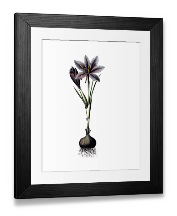 Framed Print : Useful plants, cultivated plants Framed Print : Useful plants, cultivated plants