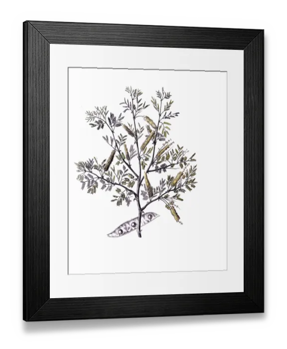Framed Print : Useful plants, cultivated plants Framed Print : Useful plants, cultivated plants