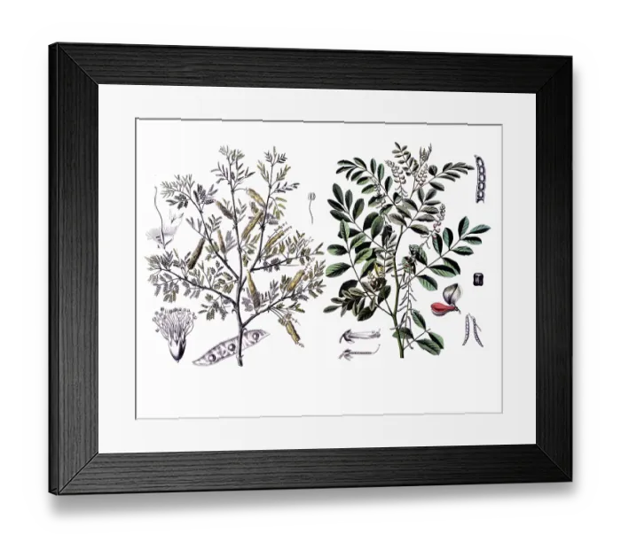 Framed Print : Useful plants, cultivated plants