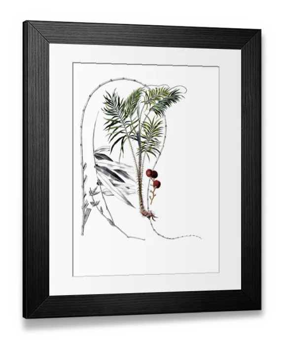 Framed Print : Useful plants, cultivated plants