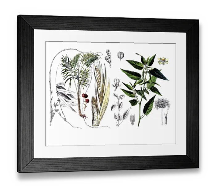 Framed Print : Useful plants, cultivated plants