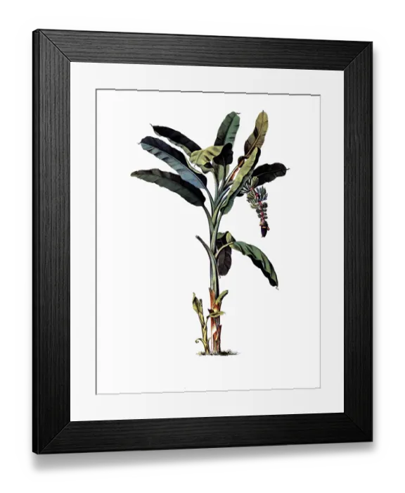 Framed Print : Useful plants, cultivated plants
