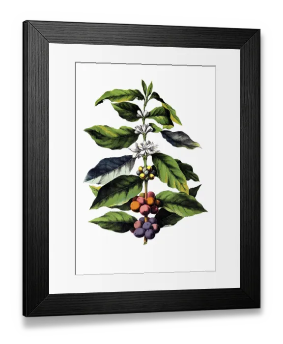 Framed Print : Useful plants, cultivated plants Framed Print : Useful plants, cultivated plants