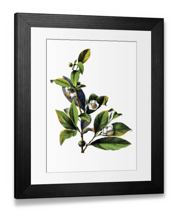 Framed Print : Useful plants, cultivated plants