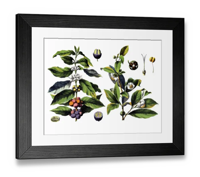 Framed Print : Useful plants, cultivated plants Framed Print : Useful plants, cultivated plants