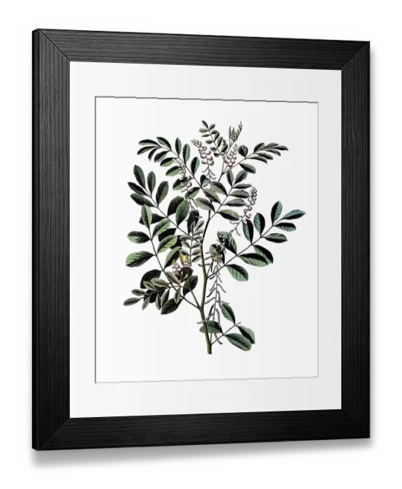 Framed Print : Useful plants, cultivated plants