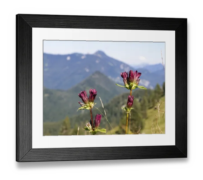 Framed Print : Hungarian gentian (Gentiana pannonica)