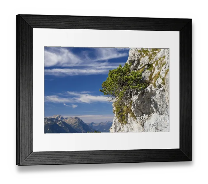 Framed Print : Mountain pine (Pinus mugo), mountain pine in rocky region Framed Print : Mountain pine (Pinus mugo), mountain pine in rocky region