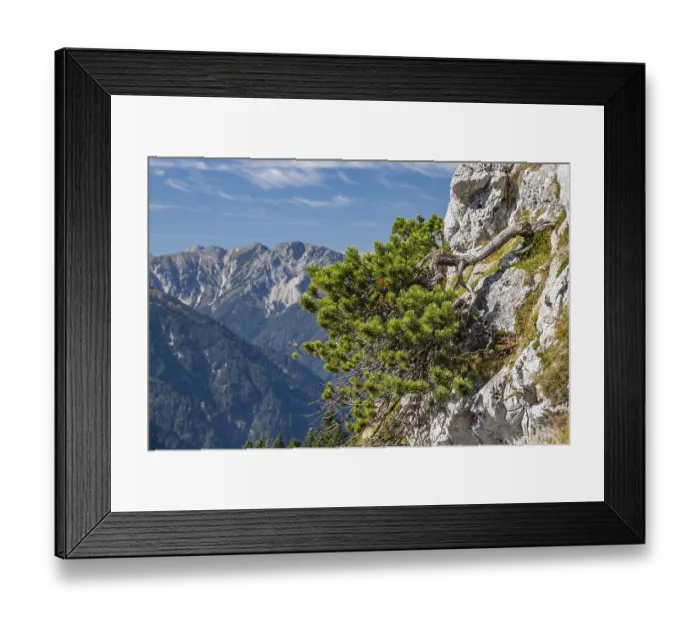 Framed Print : Mountain pine (Pinus mugo), mountain pine