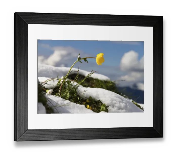 Framed Print : Trollflower in the snow (Trollius europaeus)