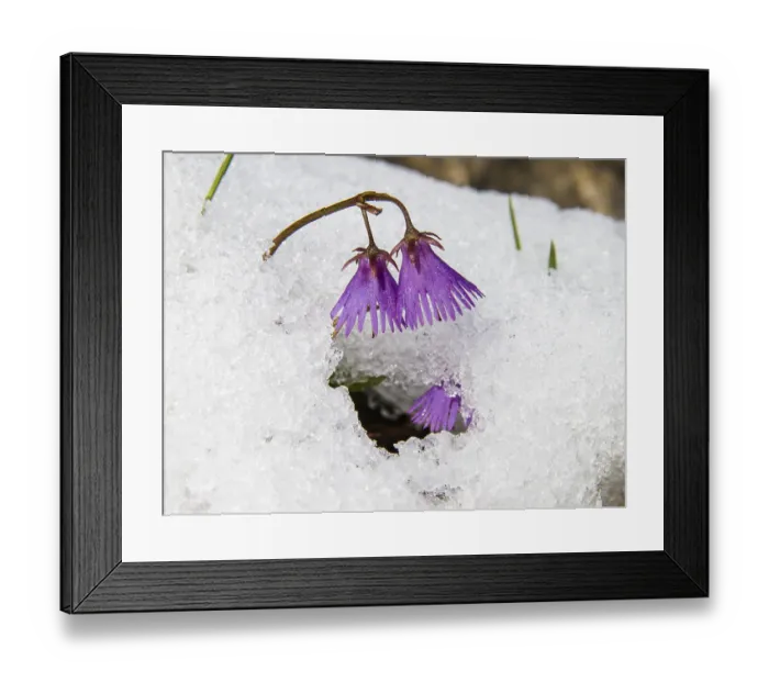 Framed Print : Soldanella alpina, Soldanelle, snowmelt