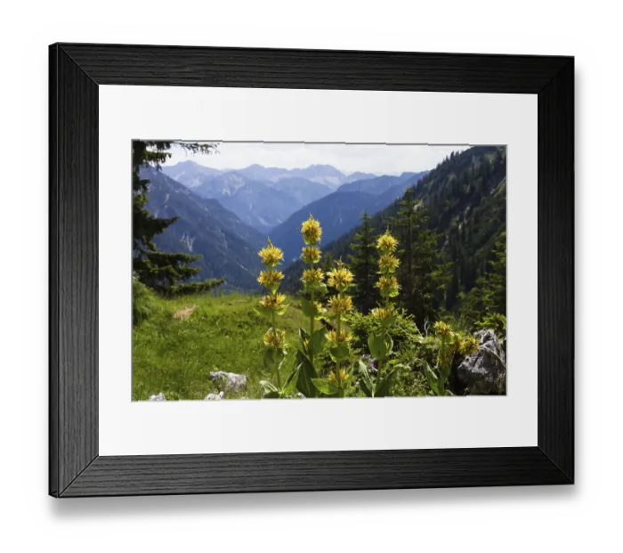 Framed Print : Gellber gentian (Gentiana lutea) Framed Print : Gellber gentian (Gentiana lutea)