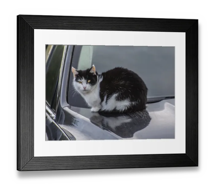 Framed Print : Cat lying on warm hood of a car in Ystad Framed Print : Cat lying on warm hood of a car in Ystad