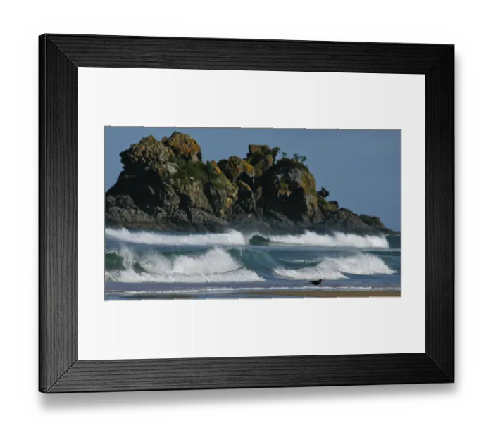 Framed Print : New Zealand Oystercatcher (Haematopus unicolor) Framed Print : New Zealand Oystercatcher (Haematopus unicolor)