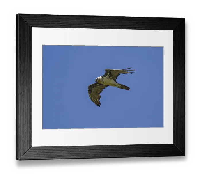 Framed Print : Bearded vulture (Gypaetus barbatus)