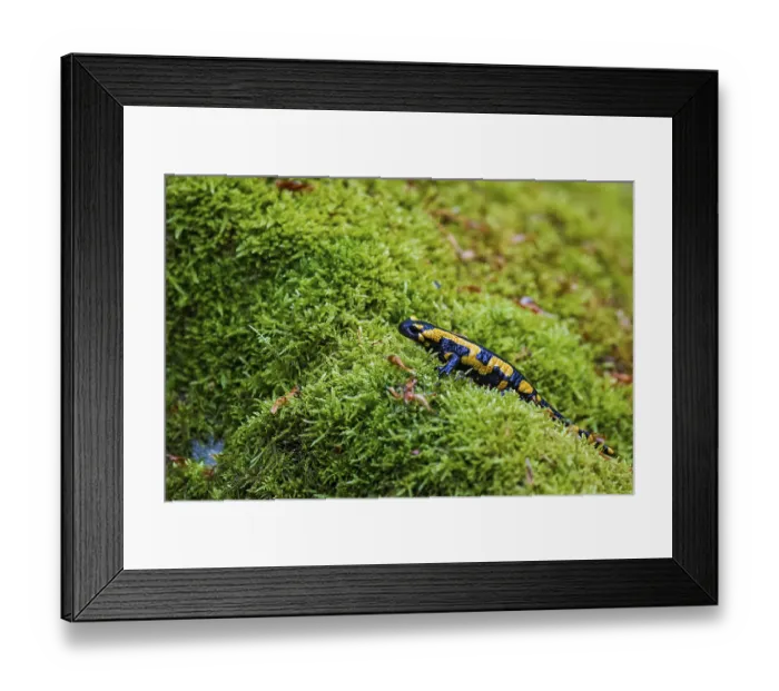 Framed Print : Fire salamander (Salamandra salamandra)