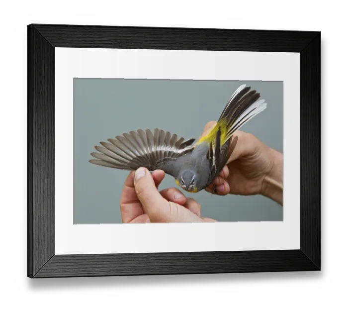 Framed Print : Grey wagtail (Motacilla cinerea) Framed Print : Grey wagtail (Motacilla cinerea)