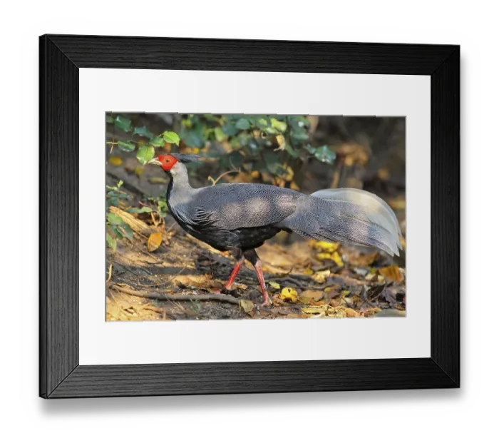 Framed Print : Kalifasan (Lophura leucomelanos) Framed Print : Kalifasan (Lophura leucomelanos)