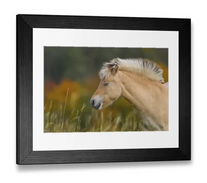 Framed Print : Fjord horse (Equus ferus caballus)