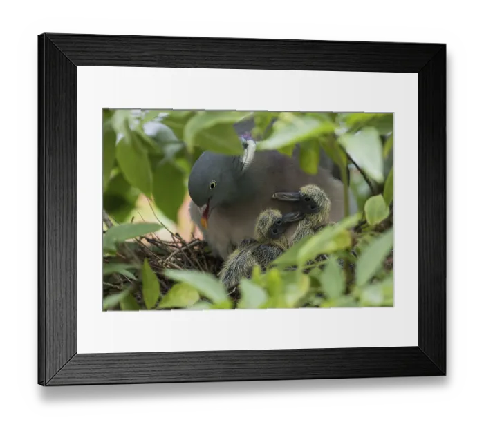 Framed Print : Wood pigeon (Columba palumbus) close-up Framed Print : Wood pigeon (Columba palumbus) close-up