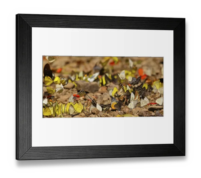 Framed Print : Tropical butterflies (Lepidoptera)