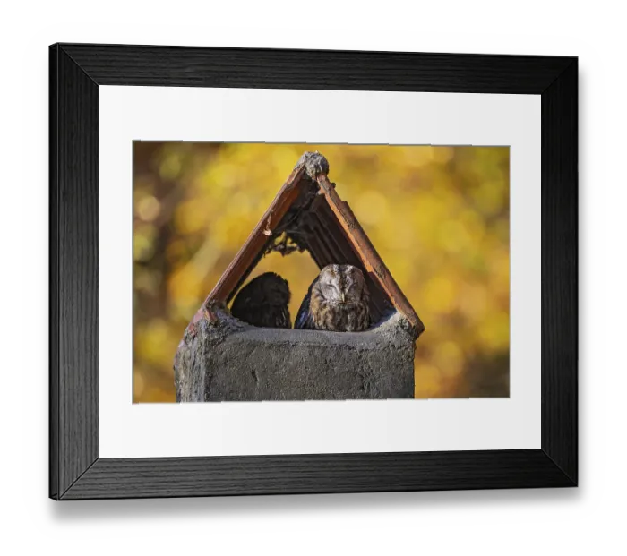 Framed Print : Tawny owl (Strix aluco)